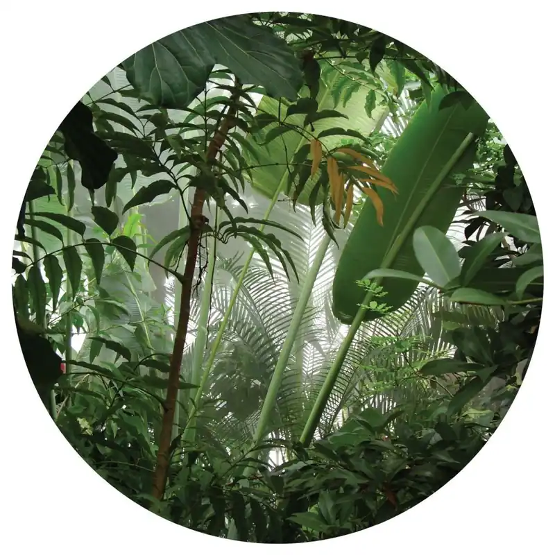 Plată securizată Fototapet A&G autoadeziv CR 3313, model JUNGLE, multicolor, cerc 140cm