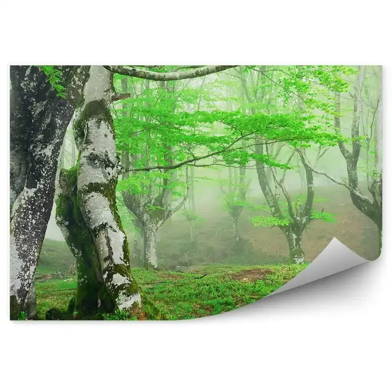 Livrare rapidă Fototapet Mesteacăni Pufos Primăvara, Pădure Încețoșată