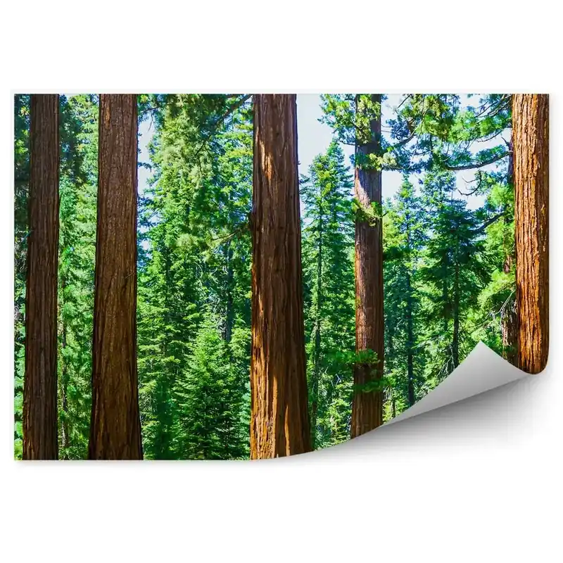 Retur gratuit Fototapet Prim-Plan Ramuri De Copac Din Parcul Național Brad De Crăciun