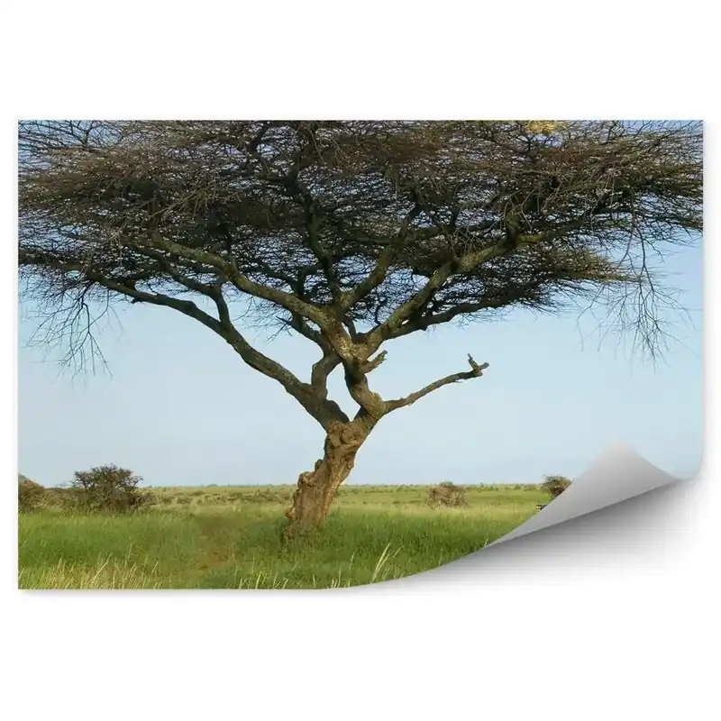 Premium Decor fototapet Ghid De Safari Salcâm Plante Iarbă Cer