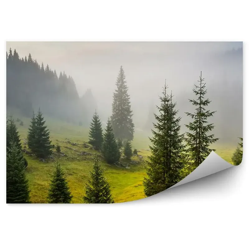 Decor fototapet Conifere Poiana Iarba Cer Ceata Cel mai vândut