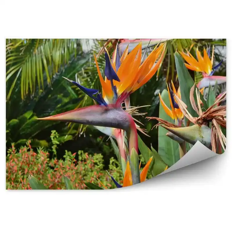 Preț promoțional Fototapet perete Strelitzia Regala Frumoasă Plantă De Palmier Cu Flori Exotice