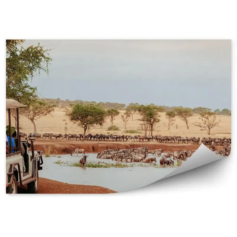 Fototapet pentru perete Scăldat Animale De Apă Turişti Safari Chilipir