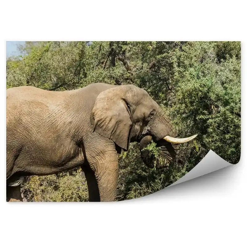 Plată sigură Fototapet perete Elefant Copac Frunze Natura Cer Savana Africa