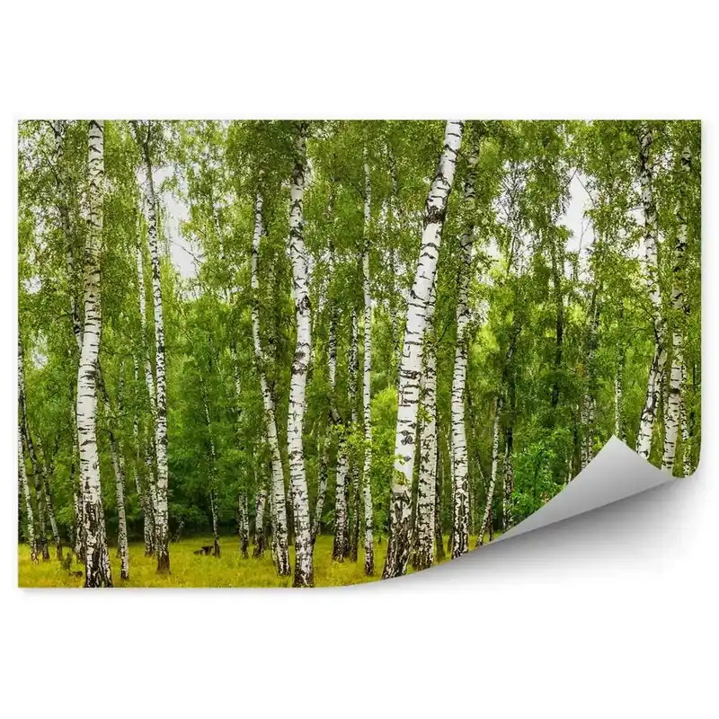 Cel mai vândut Fototapet perete Drum Printr-O Pădure De Mesteacăni