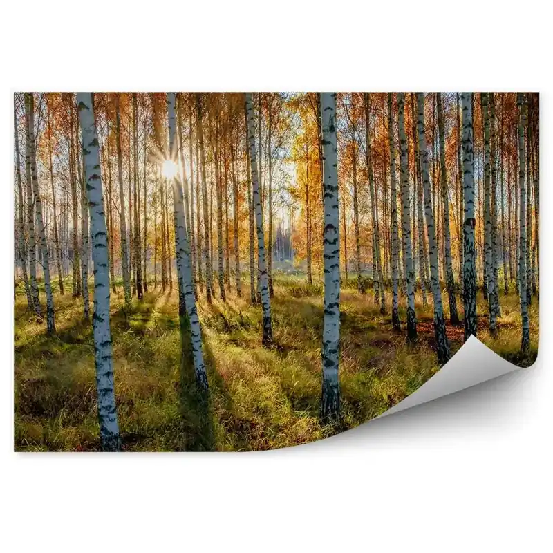 Reducere specială Fototapet pentru perete Padure De Toamna Mesteacan Peisaj Natura