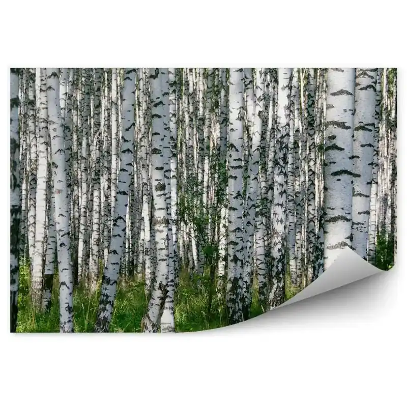 Disponibil imediat Fototapet perete Iarbă De Pădure De Mesteacăn