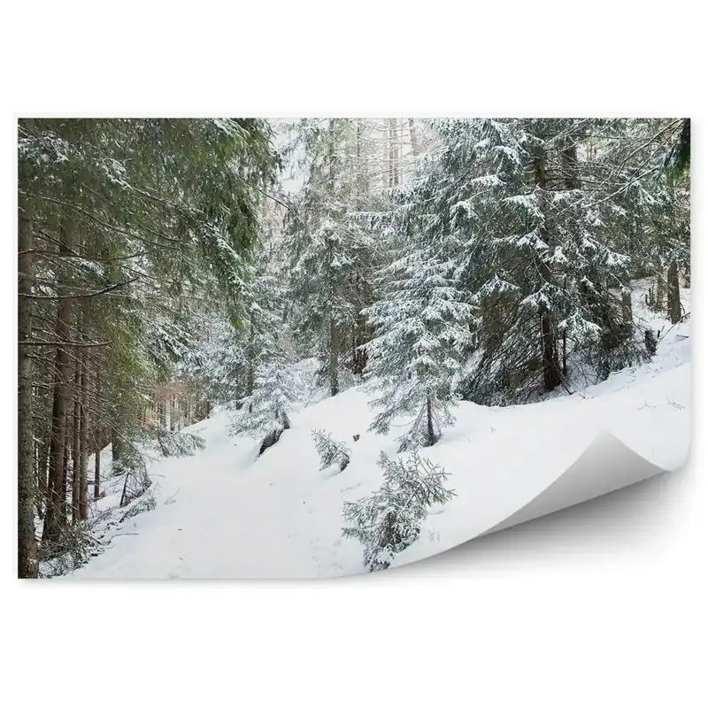 Plată sigură Fototapet pentru perete Pădure Densă De Conifere Din Zakopane