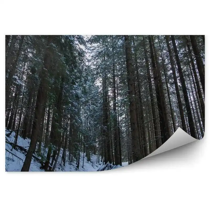 Fototapet pentru perete Pădurea De Pini De Iarnă În Zakopane Cel mai vândut