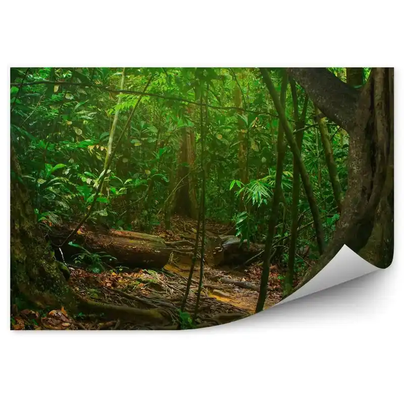 Fototapet perete Rădăcinile Pădurii Tropicale Verzi Chilipir