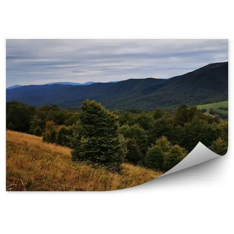 Super ofertă Fototapet perete Pomi De Crăciun, Pădure, Munți, Munții Bieszczady