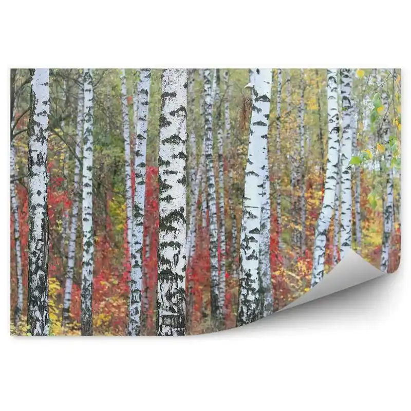 Ofertă de sezon Decor fototapet Frunze Colorate De Toamnă Natură Pădure De Mesteacăn