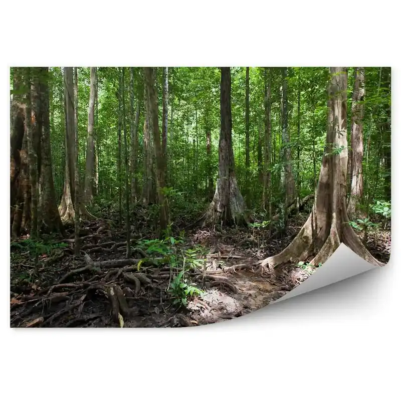 Discount Fototapet pentru perete Rădăcini Verzi De Arbori Din Pădure Tropicală