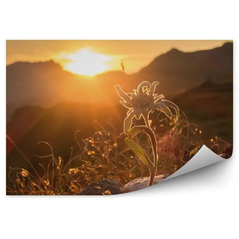 Cel mai bun preț Fototapet vintage Edelweiss Stâncă Plante Vedere Apus Alpilor