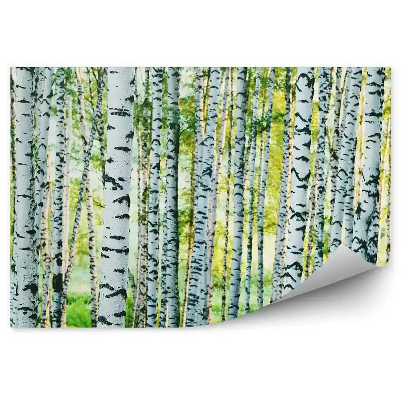 Preferatul clienților Decor fototapet Iarbă Verde, Copaci, Trunchiuri De Mesteacăn