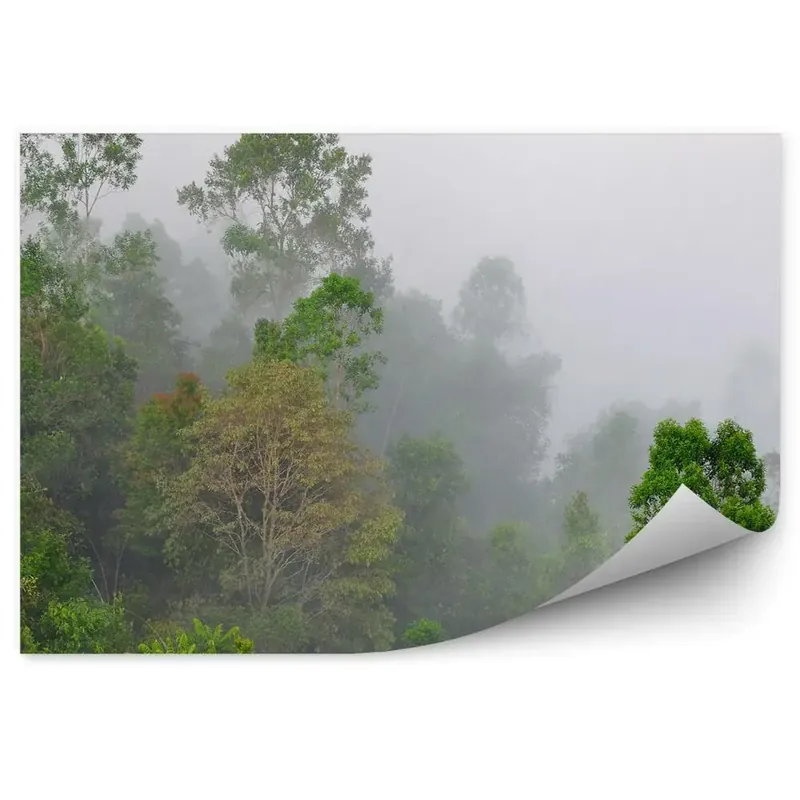 Cumpărături sigure Fototapet vintage Ceață De Copaci Verzi De Pădure