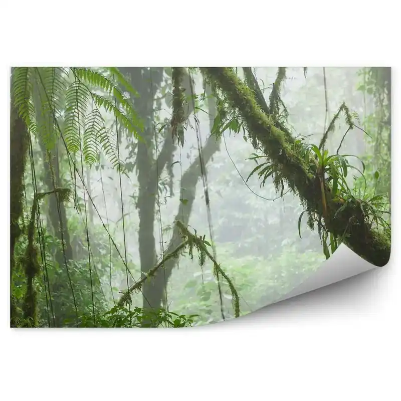 Ofertă Fototapet pentru perete Ferigi De Pădure Tropicală