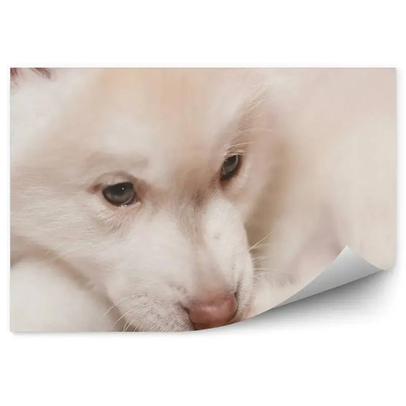 Fototapet vintage Cățeluș Husky Alb Zace În Apropiere Cel mai bun preț
