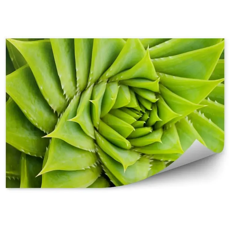 Fototapet pentru perete Natura Plantelor Spiralate Cactus Verde Ultima șansă