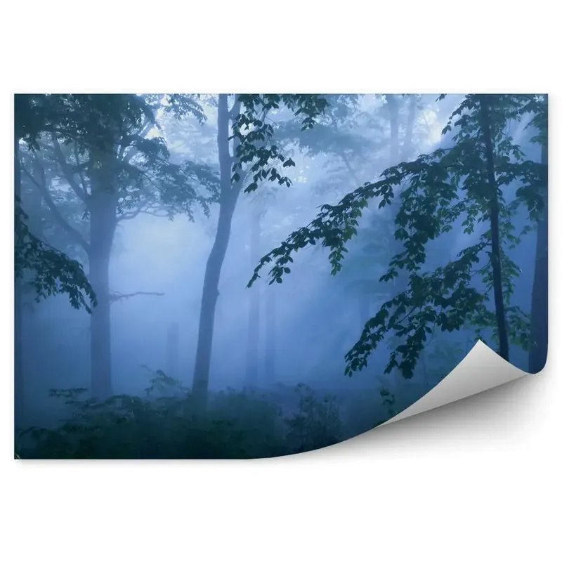 Ofertă exclusivă Fototapet pentru perete Ceață Întunecată Pădure Noapte Plante