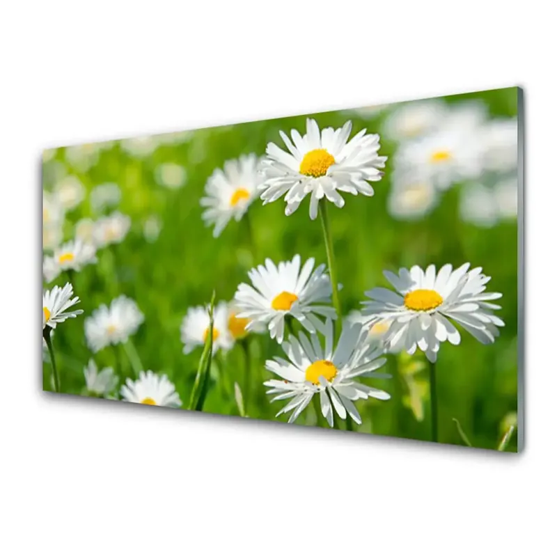 Mai ieftin Transparenţă Plantă Cu Flori De Margaretă