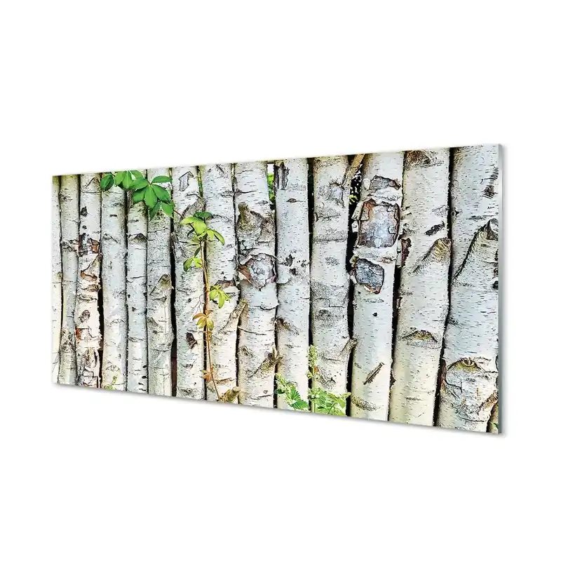 Reducere specială Fotografie imprimată pe sticlă Trunchiuri De Mesteacan