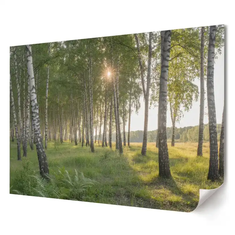 Reducere specială Tablou canvas modern Pădure de mesteacăn într-o dimineață însorită