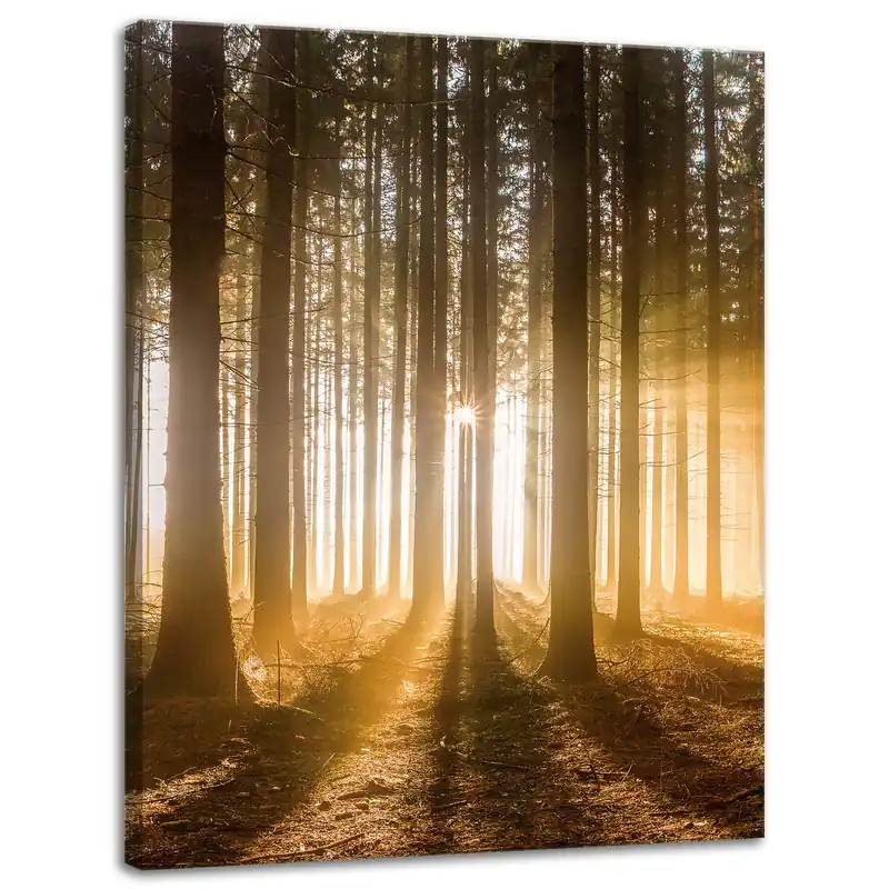 Tablou pe pânză Lumină de copac Soare în pădure 30x40 cm Cel mai bun preț
