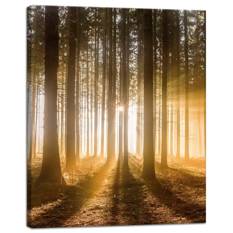 Chilipir Tablou pe pânză Lumină de copac Soare în pădure 40x50 cm