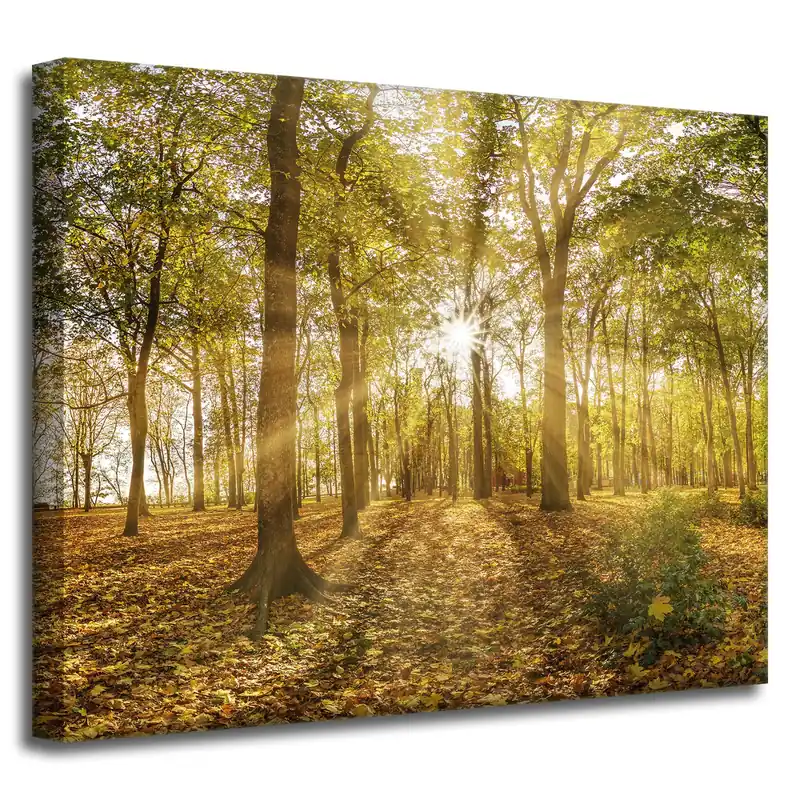 Popular Tablou pe pânză Soare printre copaci în pădure 50x40 cm