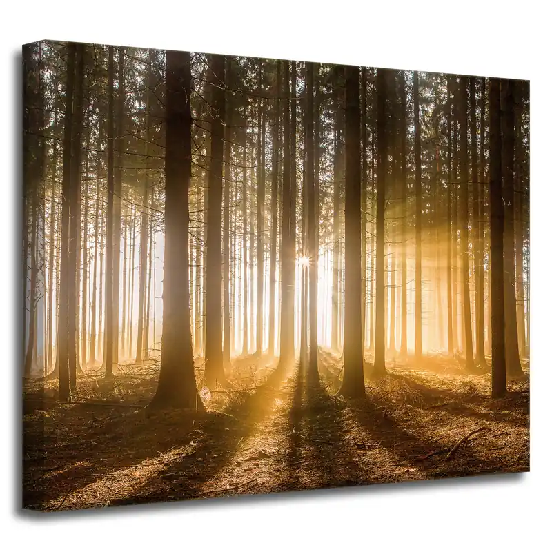 Tablou pe pânză Lumină de copac Soare în pădure 50x40 cm Livrare rapidă