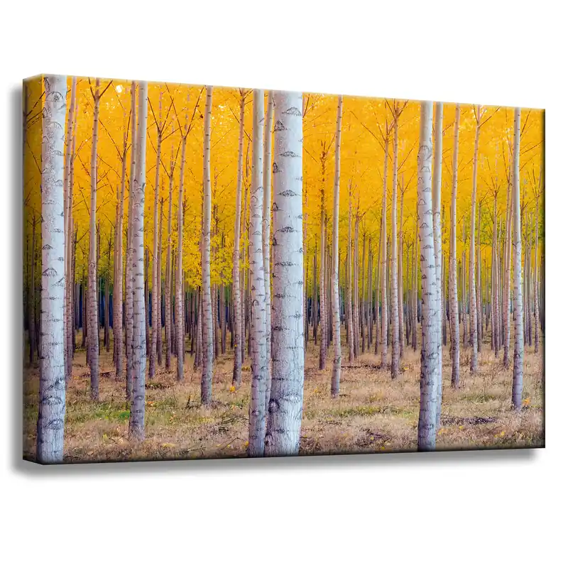 Reduceri Tablou pe pânză Mesteacăn în frunze galbene de toamnă 60x40 cm