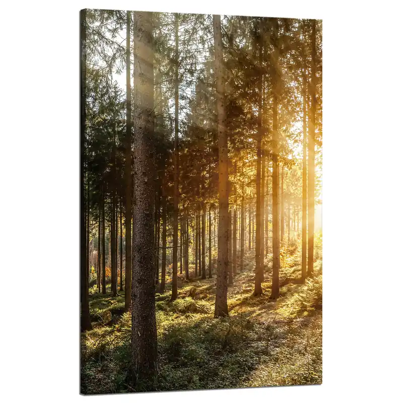 Tablou pe pânză Tablou Mesteceni Soare Dimineață 50x80 cm Plată sigură
