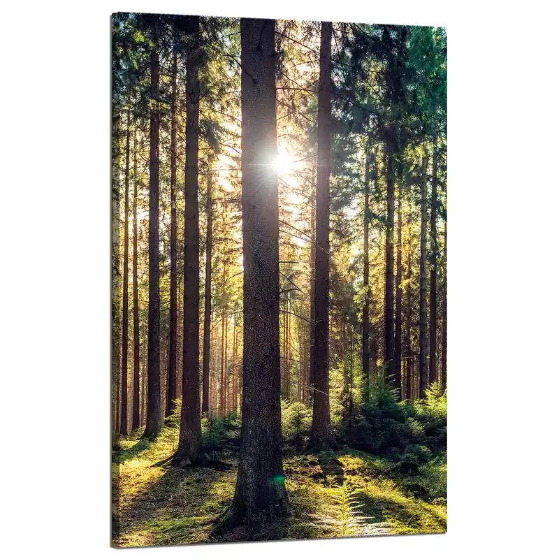 Tablou pe pânză Pădure Soare Copaci Dimineață de Primăvară 50x80 cm Cumpărături sigure