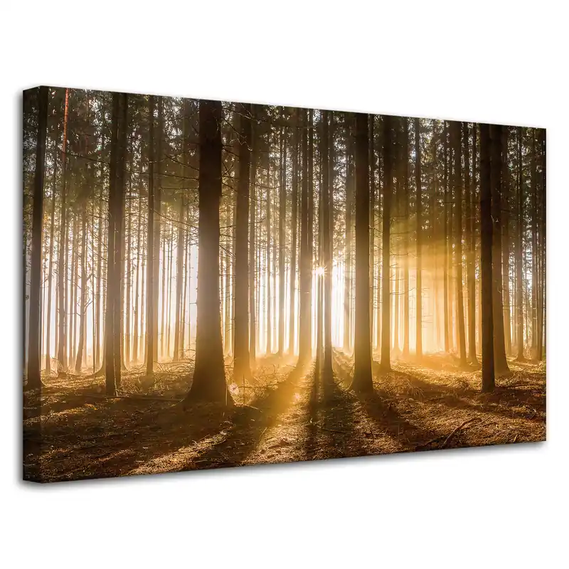 Tablou pe pânză Lumină de copac Soare în pădure 80x50 cm Ofertă exclusivă