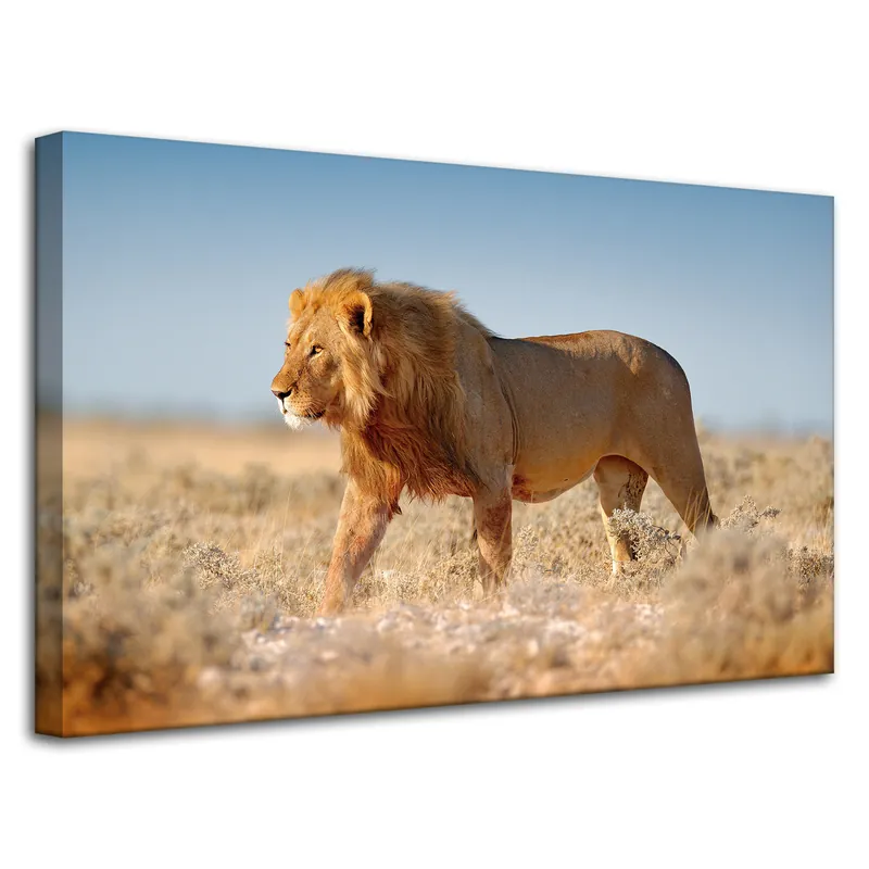Tablou pe pânză Leu călător pe iarba de savană 80x50 cm Reducere specială