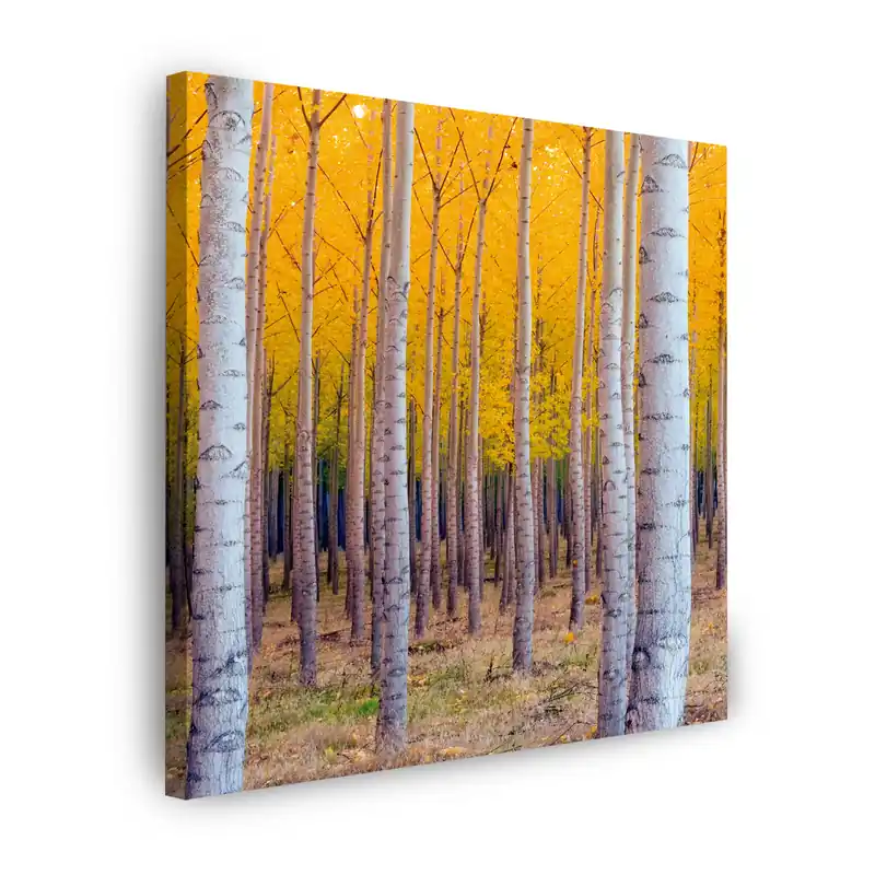 Lichidare de stoc Tablou pe pânză Mesteacăn în frunze galbene de toamnă 80X80 cm