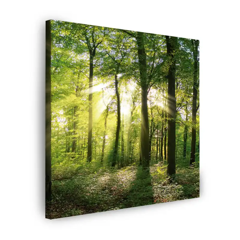 Tablou pe pânză Copaci de pădure solară Raze de lumină 80X80 cm Ofertă de sezon