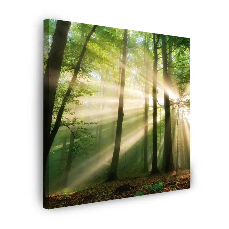 Tablou pe pânză Soare în pădure Copaci Natură 90X90 cm Doar azi