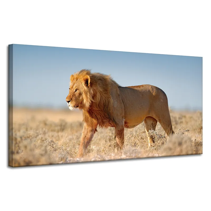 Livrare rapidă Tablou pe pânză Leu călător pe iarba savanei 120x60 cm