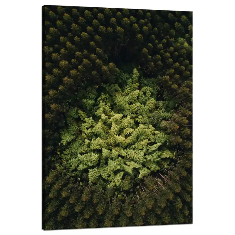 Ofertă exclusivă Tablou pe pânză Copaci din natură din vedere de sus 80x120