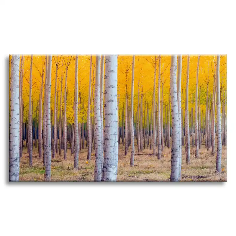 Tablou pe pânză Mesteacăn în frunze galbene de toamnă 120x80 cm Lichidare de stoc